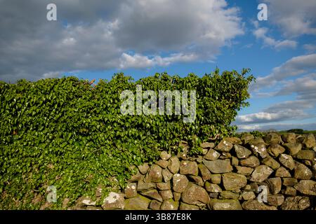 Cumbrian dry stone wall with ivy growing on it. Stock Photo