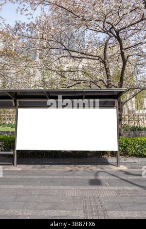Signboard white blank display at a bus stop frame, empty sign board template for information and advertise. Cherry blossoms, Springtime Stock Photo