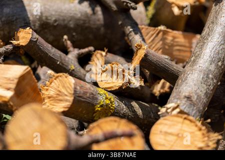 wood logs for kindling bonfires , dried cherry wood for barbecuing or cooking food on the fire, close up Stock Photo