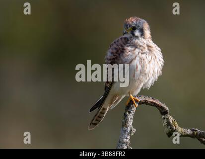October 31, 2023, Oakland, Oregon, USA: An American kestrel puffs on a cool afternoon up while perched in a plum tree along a country road near Elkton in southwestern Oregon. The little falcon appeared to be hunting insects and small songbirds. (Credit Image: © Robin Loznak/ZUMA Press Wire) Stock Photo
