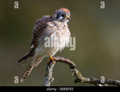 October 31, 2023, Oakland, Oregon, USA: An American kestrel puffs on a cool afternoon up while perched in a plum tree along a country road near Elkton in southwestern Oregon. The little falcon appeared to be hunting insects and small songbirds. (Credit Image: © Robin Loznak/ZUMA Press Wire) Stock Photo