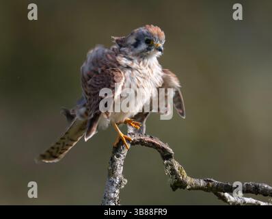 October 31, 2023, Oakland, Oregon, USA: An American kestrel puffs on a cool afternoon up while perched in a plum tree along a country road near Elkton in southwestern Oregon. The little falcon appeared to be hunting insects and small songbirds. (Credit Image: © Robin Loznak/ZUMA Press Wire) Stock Photo