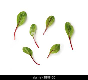 Set of fresh green chard leaves or mangold salad leaves on white background. Flat lay or top view fresh baby beet leaves, isolated on white background Stock Photo