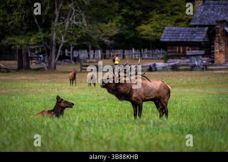 October 9, 2023, Cherokee, NC, USA: A bull elk bugles to a cow in a grassy field adjacent to the Oconaluftee visitors center at the Smoky Mountains National Park. (Credit Image: © Carlos Paillacar/ZUMA Press Wire) Stock Photo