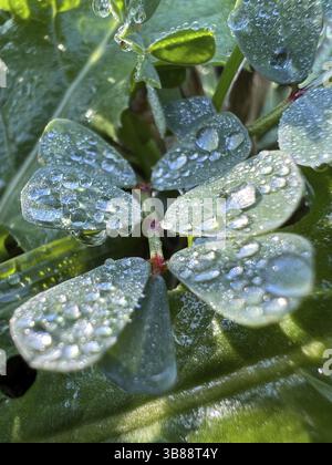 Dew drops on the leaves of green grass sparkle in the sun. Macro. Stock Photo