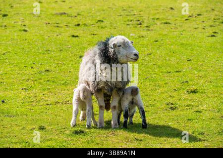 Newborn Lambs with their mother Stock Photo