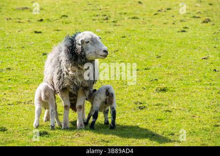 Newborn Lambs with their mother Stock Photo