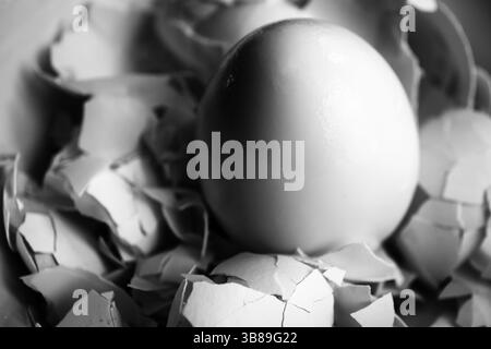 Black and white image of one peeled egg on eggshells in a horizontal frame Stock Photo