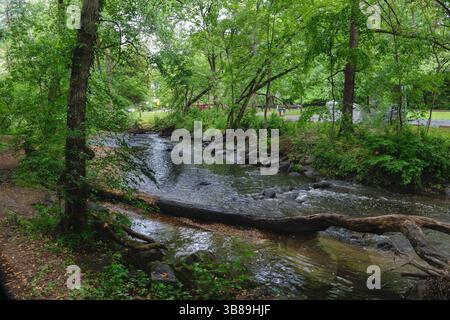 A fallen tree in a damp forest Stock Photo