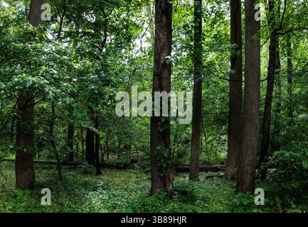 A fallen tree in a damp forest Stock Photo