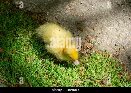 Cute Yellow Duckling Standing On Green Grass In A Sunny Outdoor Field With Natural Light Stock Photo
