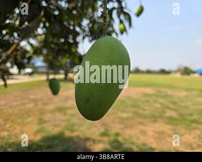 Developing green mangoes on a tree branch under the bright daylight outdoors Stock Photo
