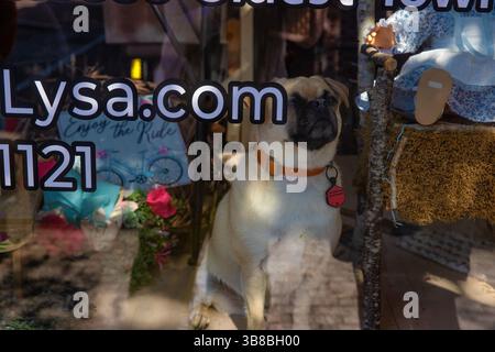 Jonesborough, Tennessee, USA - October 25, 2024:  A cute pug dog sits in a display store window watching tourist walk by. Stock Photo