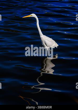 new zealand white heron waimanu lagoon sunny day standing reflected in dark blue lagoon side profile showing bright white plumage Stock Photo
