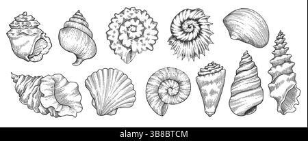 Seashells vector set. Hand drawn illustrations of engraved line. Collection of realistic sketches various mollusk sea shells different forms on white Stock Vector