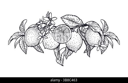 Lemons banner in graphic style with black ink. Fruits, flowers and leaves. Hand drawn vector illustration. For food and cosmetic labels, jam, lemonade Stock Vector