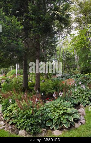 Mixed border edged with stones and planted with Hosta and Picea - Spruce Trees in backyard garden in summer. Stock Photo