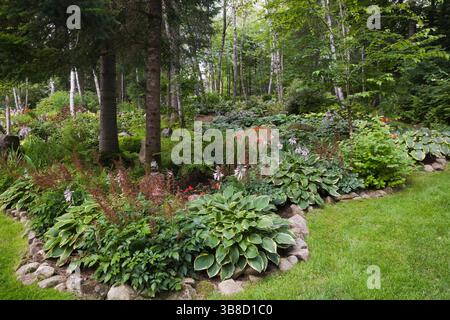 Mixed border edged with stones and planted with Hosta plants and Picea - Spruce Trees in backyard garden in summer. Stock Photo