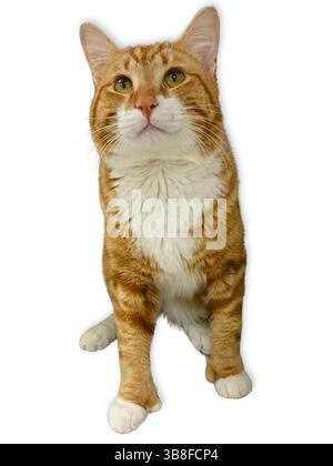 Orange tabby cat with white chest and paws sits attentively, gazing upward with wide green eyes and soft whiskers against a clean white background. Stock Photo