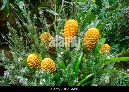 Beehive ginger flower arrangement (scientific name: Zingiber spectabile). Known in Brazil as “gengibre-magnífico” Stock Photo
