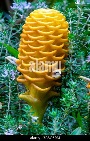 Details of the beehive ginger flower (scientific name: Zingiber spectabile), known in Brazil as “gengibre-magnífico” Stock Photo
