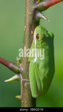 American green tree frog (Hyla cinerea) on a tree branch, Galveston, Texas, USA Stock Photo