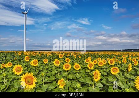 Ecology and green energy concept. Wind turbines among sunflower fields in Bulgaria Stock Photo