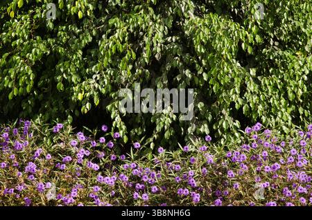 Mexican petunia Ruellia simplex in flower and fig tree Ficus sp. in the background. Las Palmas de Gran Canaria. Gran Canaria. Canary Islands. Spain. Stock Photo