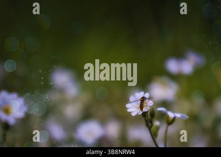 butterfly insect plant beautiful Stock Photo