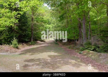 Footpath through The New Forest at Fritham in Hampshire, England, UK Stock Photo