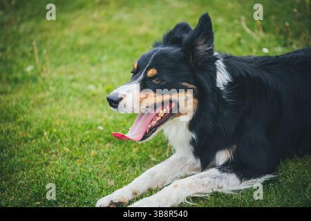 Border Collie Stock Photo
