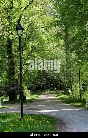 Path in the forest among tall green trees with woman walking away ...