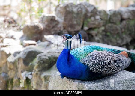 Peacock screaming Stock Photo