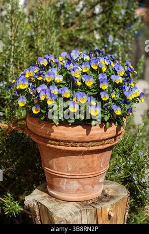 Vibrant purple and yellow pansy flowers blooming in a rustic terracotta pot, placed on a weathered wooden stump surrounded by lush greenery Stock Photo