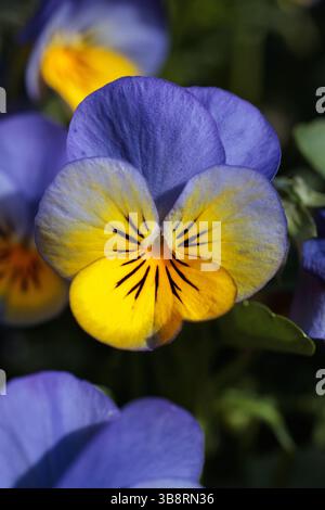 Macro photo of a blooming pansy with intense violet and yellow hues, revealing detailed petal structure and a soft, blurred background Stock Photo