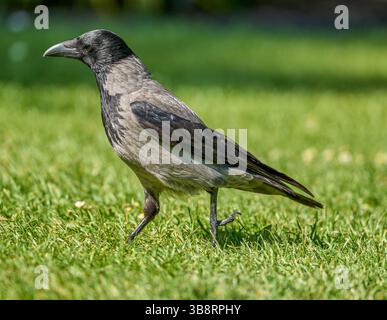 cARRION CROW cORVUS CORONE CORNIX Stock Photo