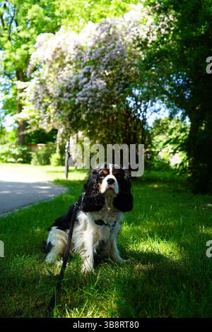 Tricolour Cavalier King Charles Spaniel Sitting in Green Nature Looking at Camera Stock Photo