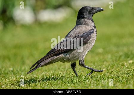 cARRION CROW cORVUS CORONE CORNIX Stock Photo