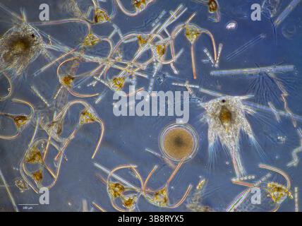 Sample of marine plankton (phytoplankton and zooplankton) collected from surface waters of south-western Norway in May. Stock Photo