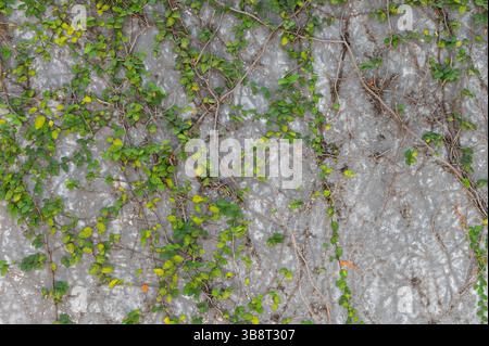 Ivy plants are creeping up on gray concrete wall Stock Photo