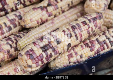 Closeup of waxy corn for sale at a market stall Stock Photo