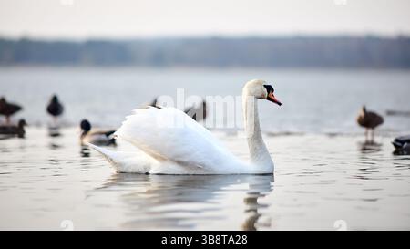 Lonely legant swan swims serenely across lake in sunset. Ducks paddle nearby. Selective focus 16x9 shot Stock Photo