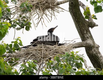 Close up of a double-crested cormorant sitting on its nest on a cloudy day in Resoft Park. Photographed in Alvin, Texas. Stock Photo