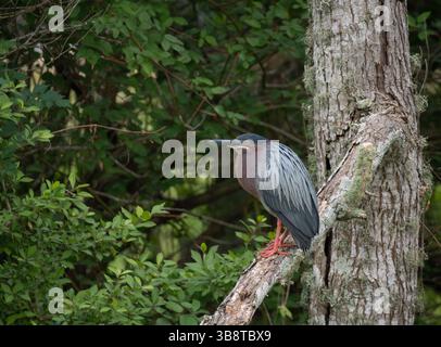 Close up of a green heron standing on the limb of a dead tree facing left. Photographed at Resoft Park in Alvin, Texas. Stock Photo
