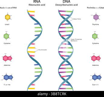 DNA Structure, Double Helix, Base Pairs, Vector, Illustration Stock Vector