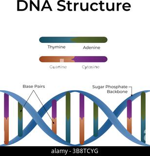 DNA Structure Double Helix and Base Pairs Design Vector Illustration ...