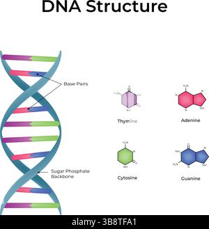 DNA Structure Double Helix and Base Pairs Design Vector Illustration Stock Vector
