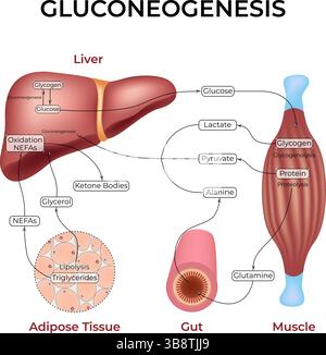 Gluconeogenesis Pathway Design Vector Illustration Stock Vector