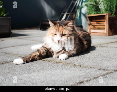 Relaxed cat lying on patio while sunbathing. Cute fluffy kitty enjoying the sun. Content body language, sleeping or dozing. Female calico cat enjoying Stock Photo