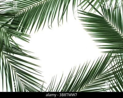 Palm leaves isolated on white background. Tropical leaves top view or flat lay. Tropical background, copy space in center for text or design. Tropical Stock Photo